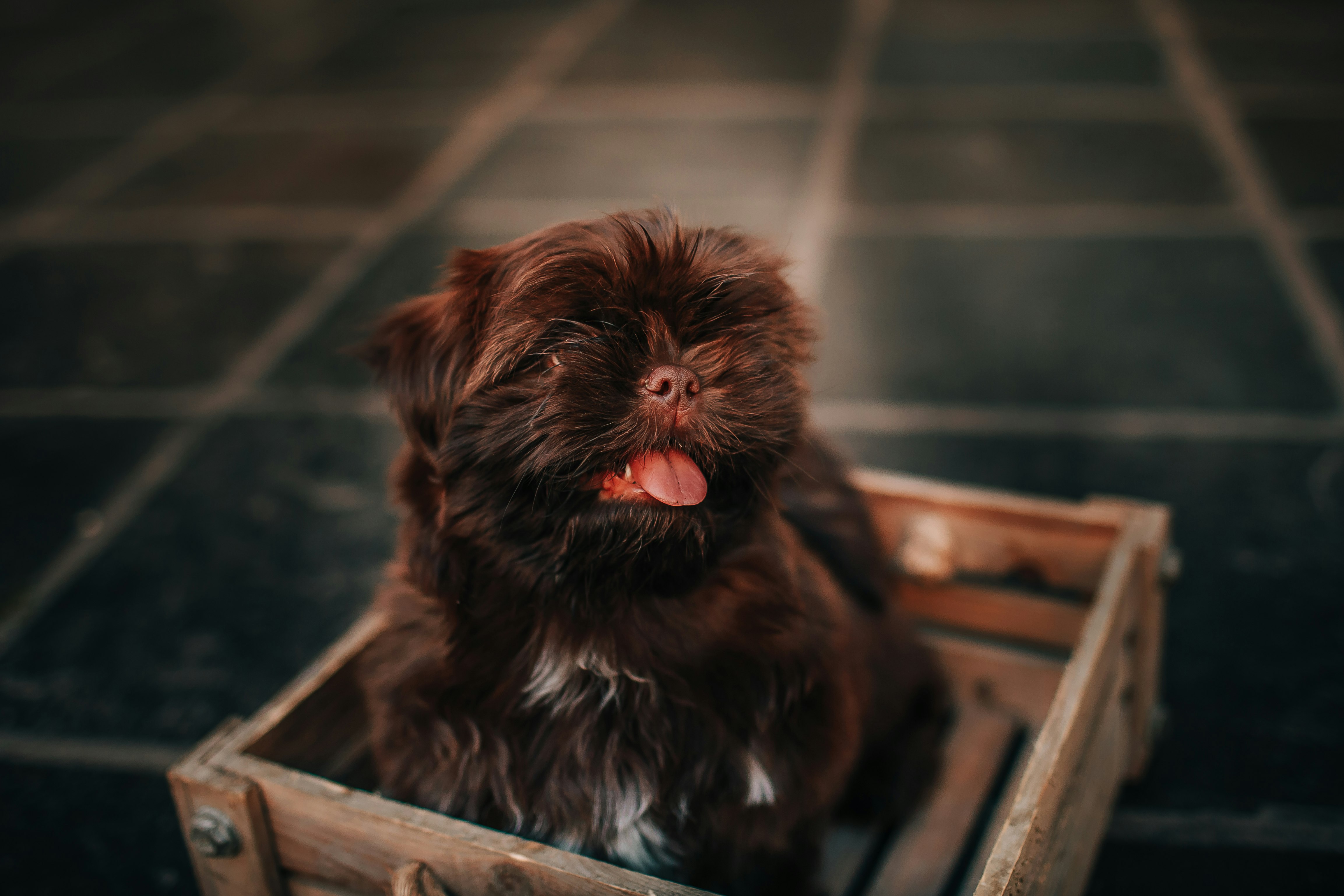 black and white long coated small dog on brown wooden table